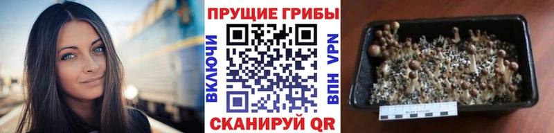что такое наркотик  Лиски  omg маркетплейс  Галлюциногенные грибы Psilocybine cubensis 